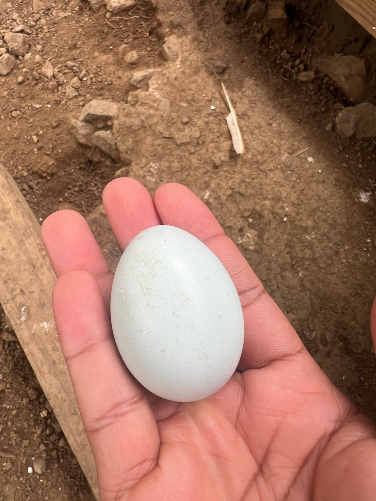 Pullets