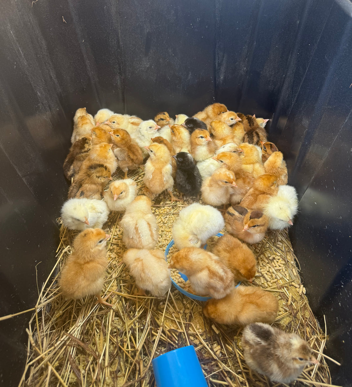 Multi-Purpose Chicks (unsexed)