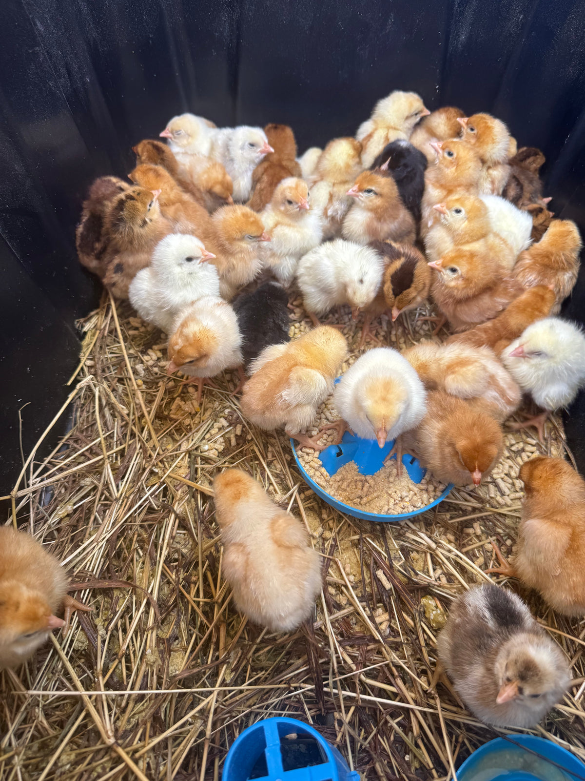 Multi-Purpose Chicks (unsexed)