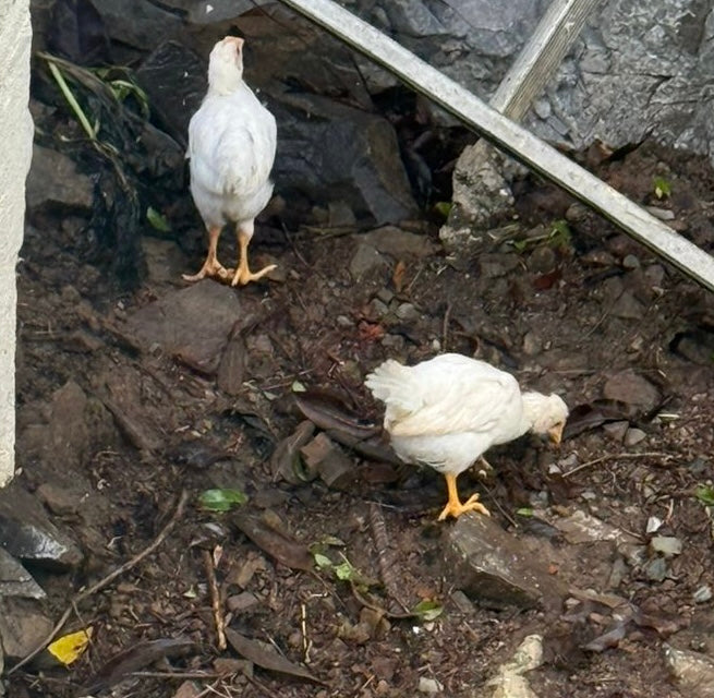 Pullets