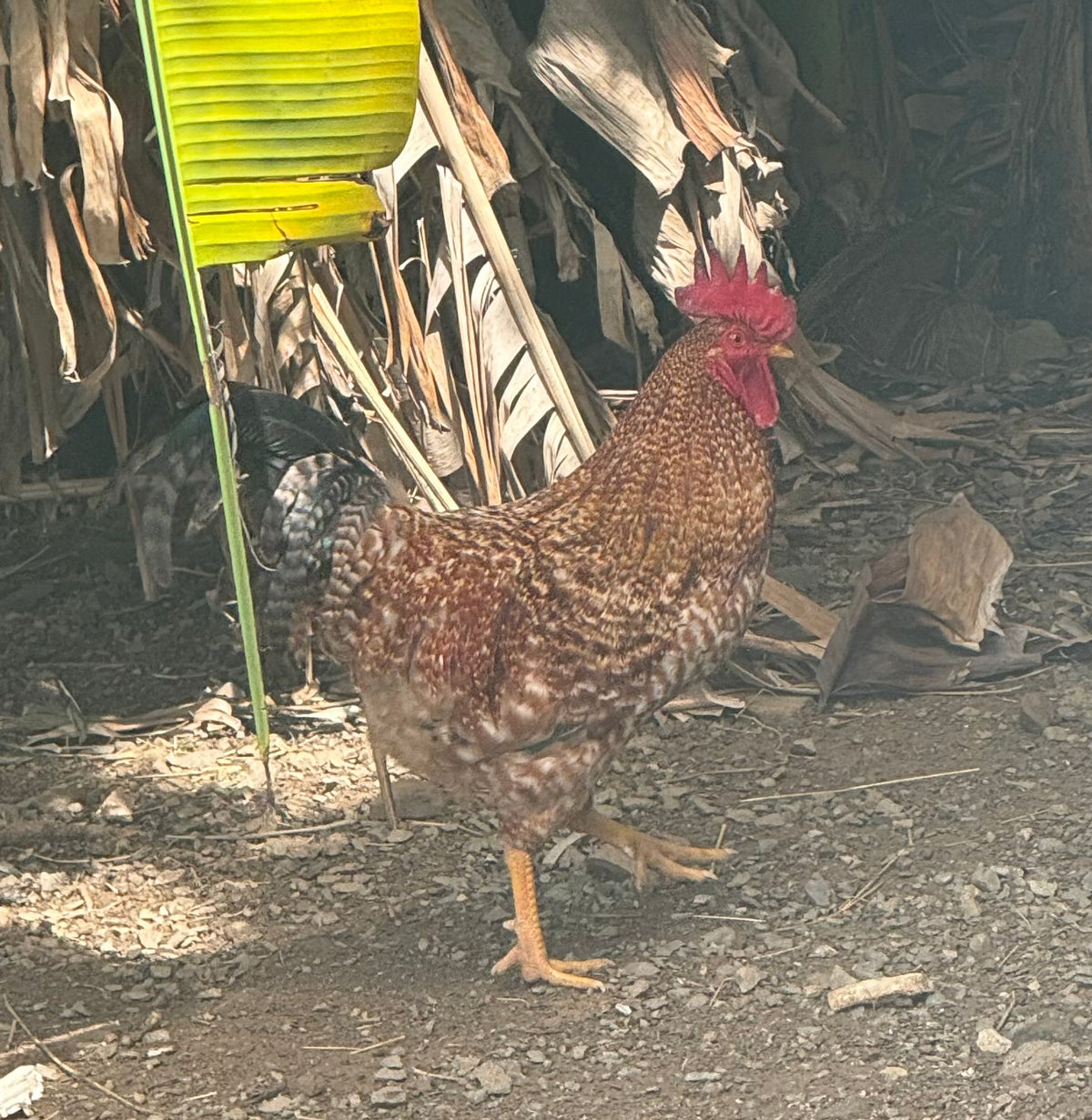 4+weeks Chicks