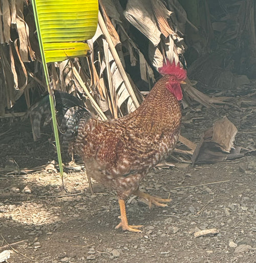4+weeks Chicks