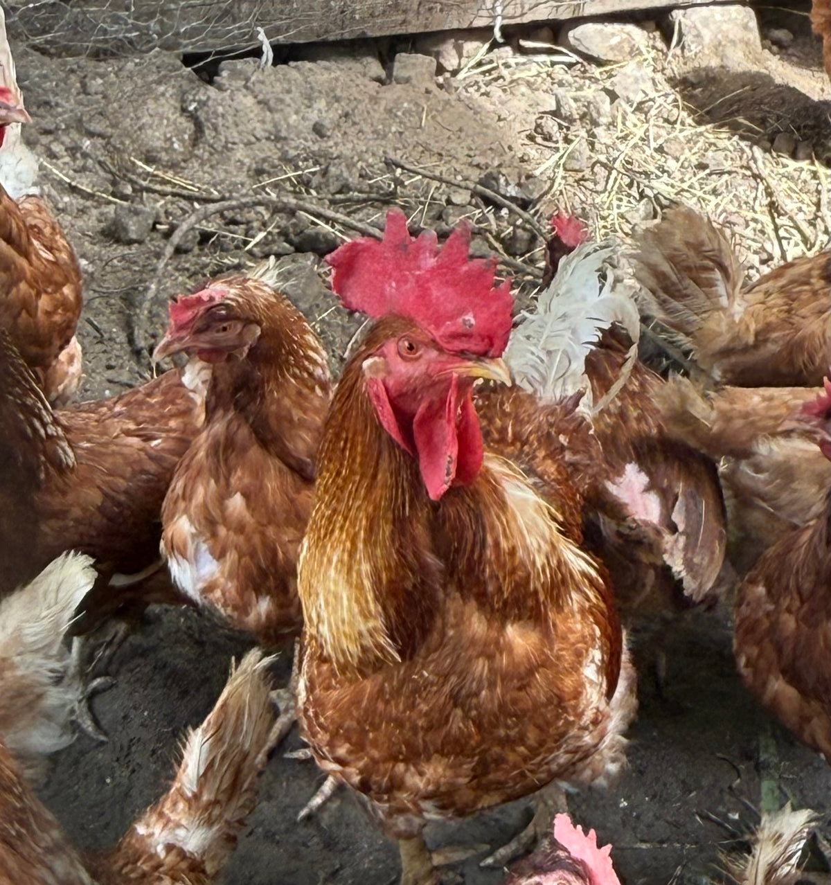 4+weeks Chicks