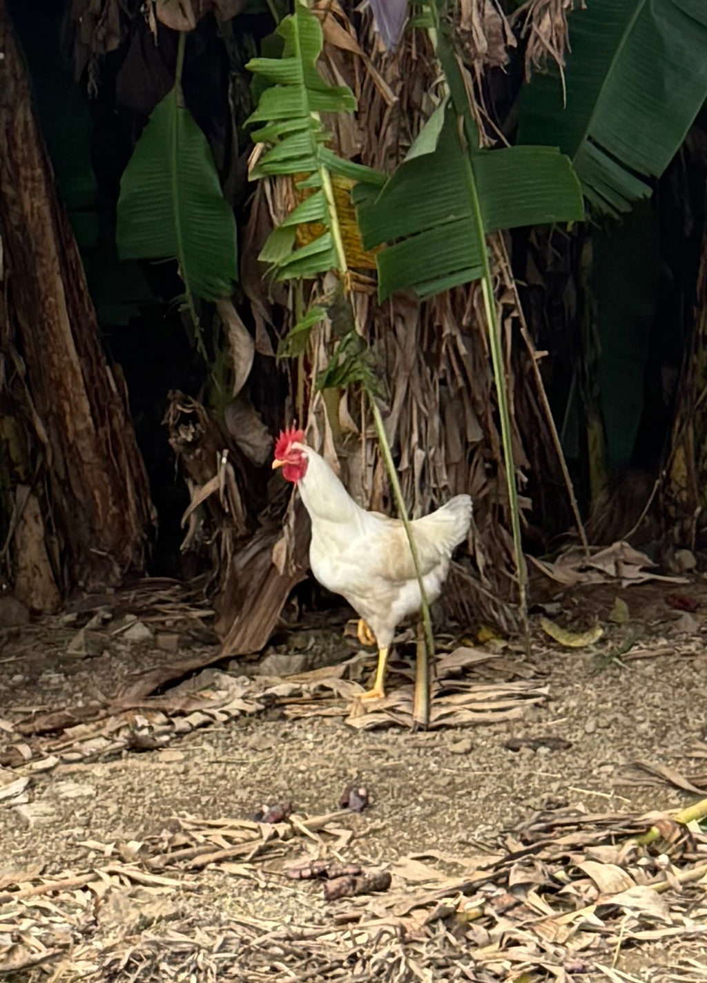 4+weeks Chicks