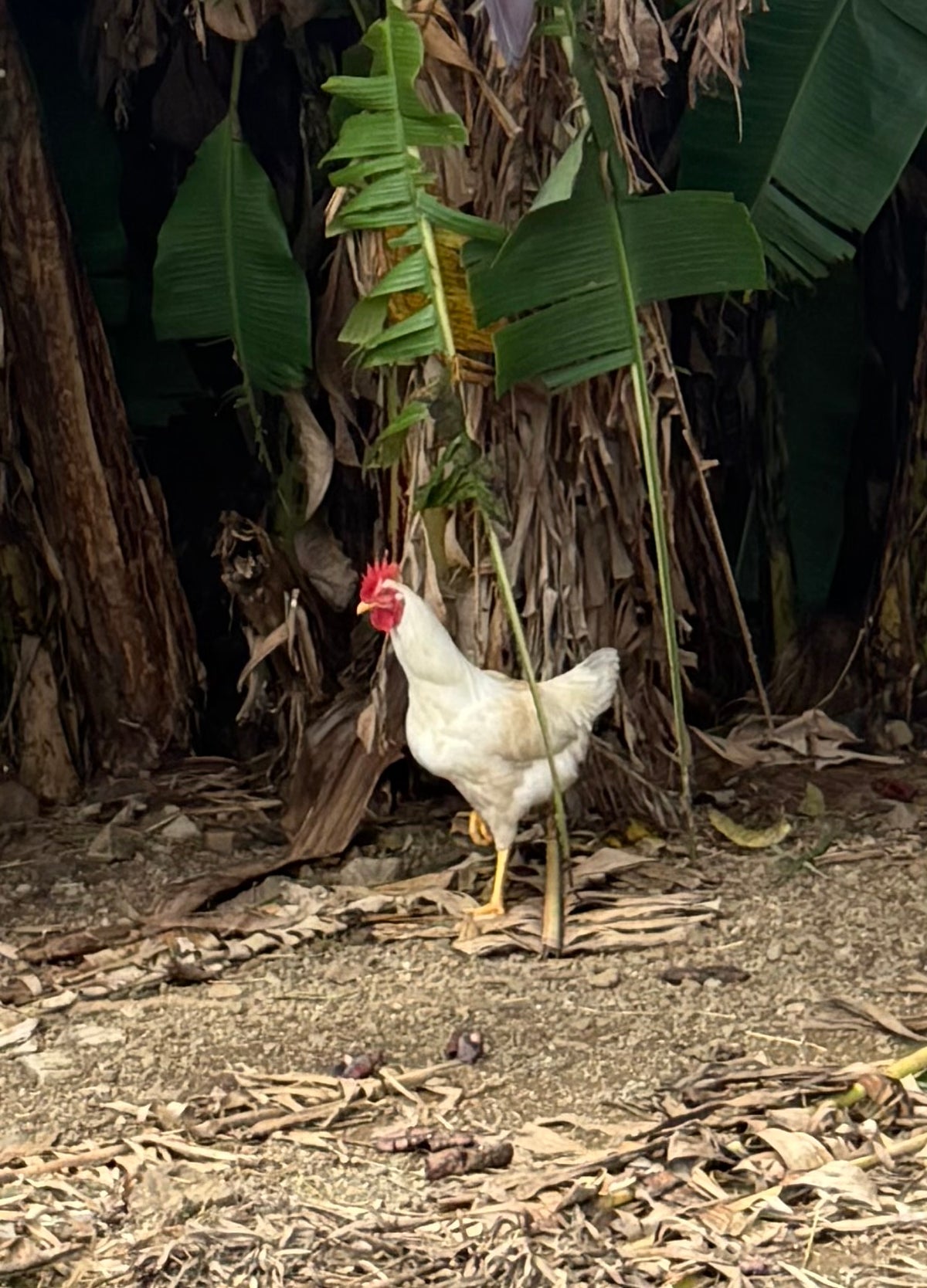 4+weeks Chicks