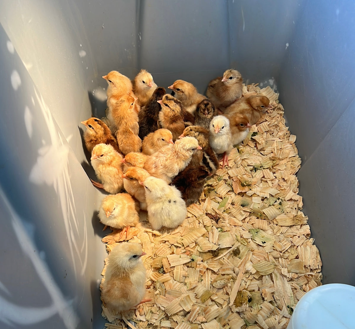 Multi-Purpose Chicks (unsexed)