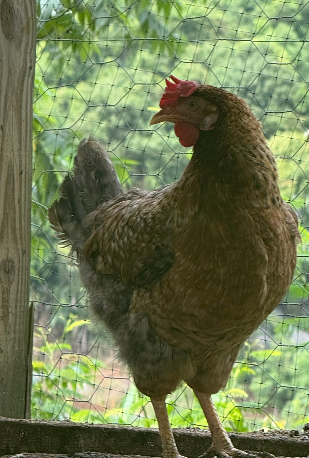 Pullets