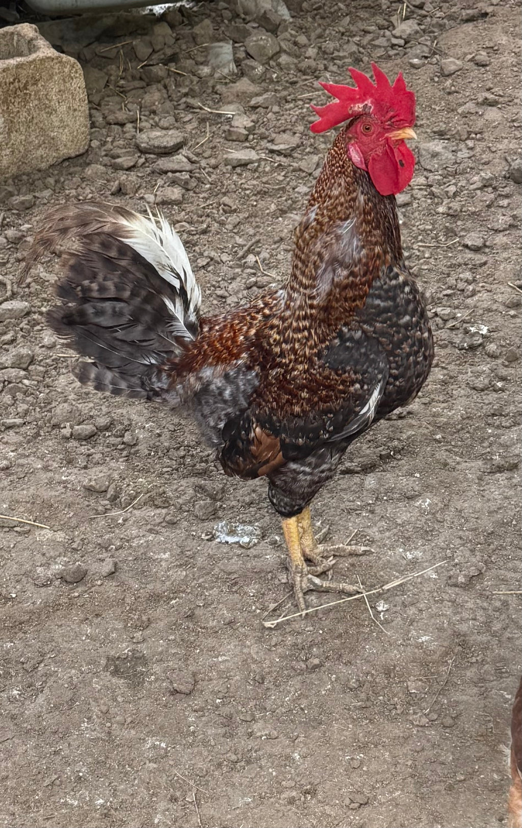 4+weeks Chicks