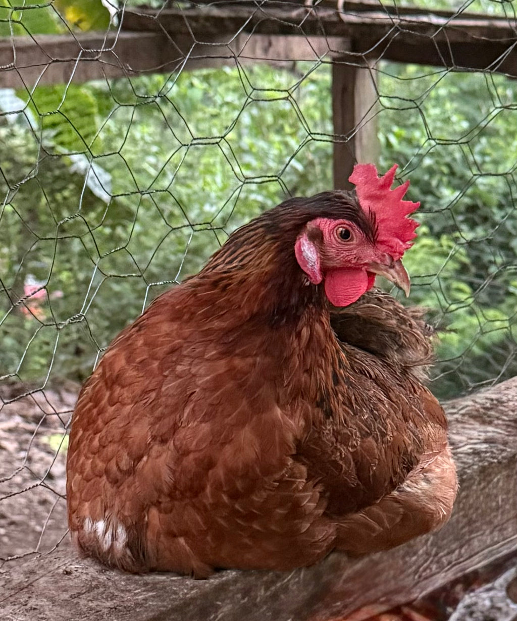 Pullets