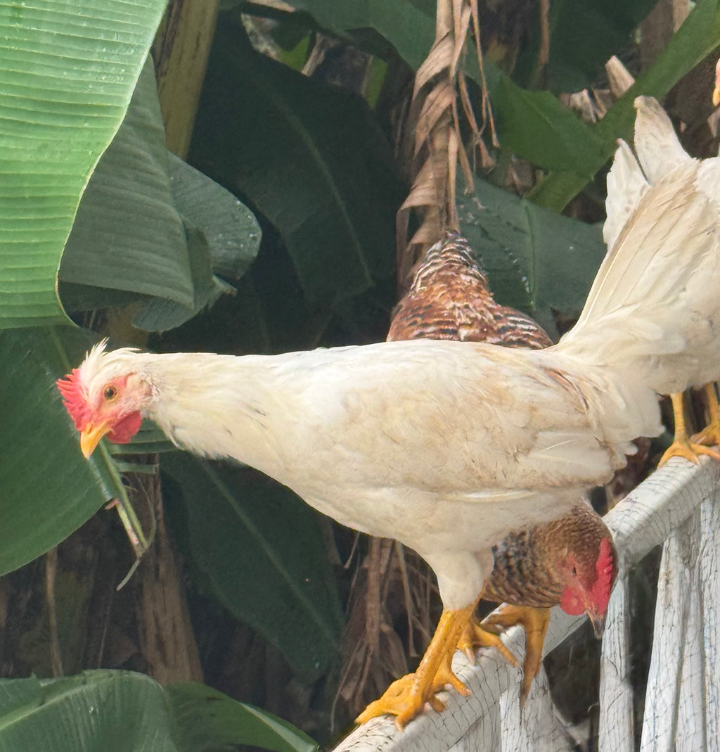 4+weeks Chicks