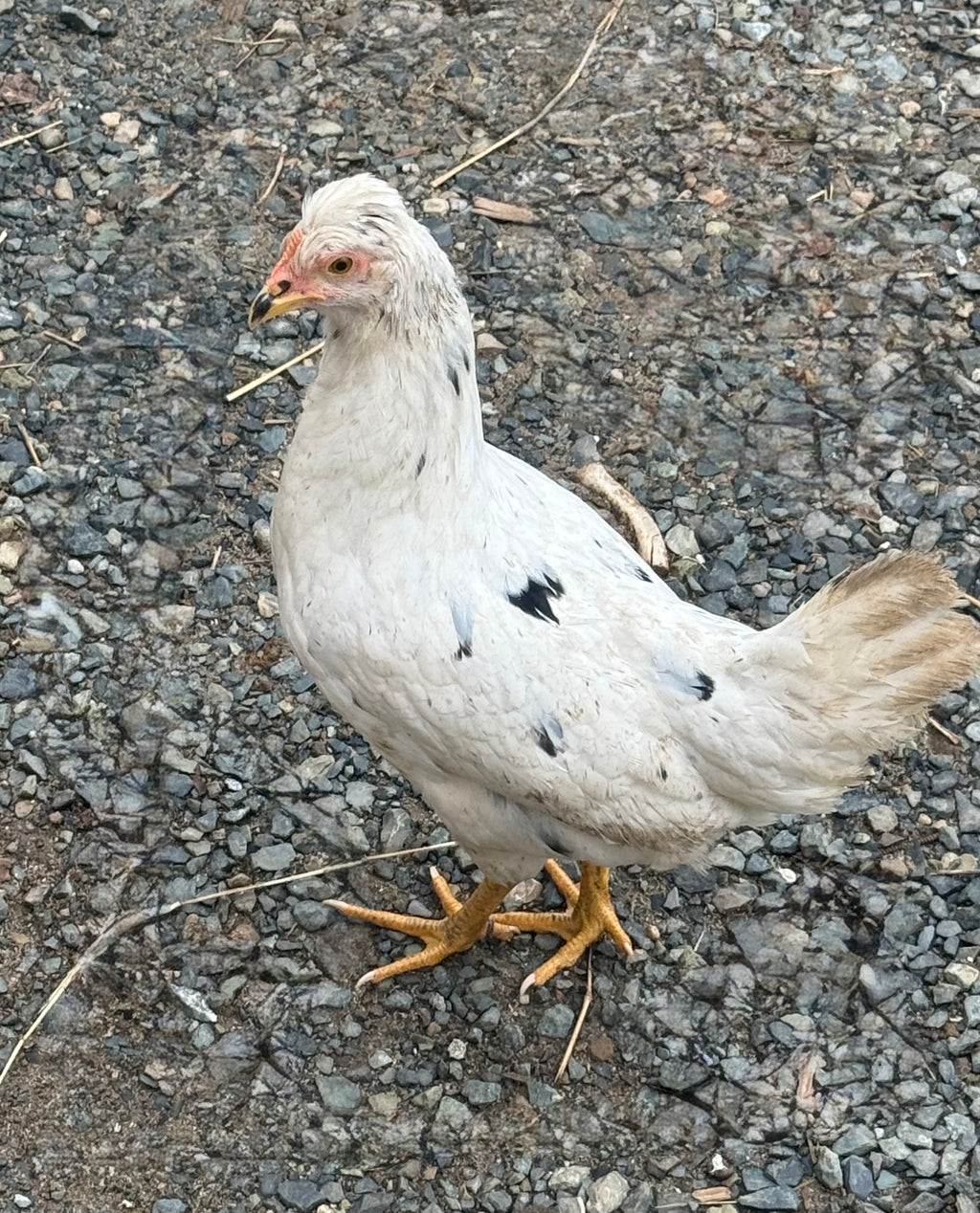 Pullets