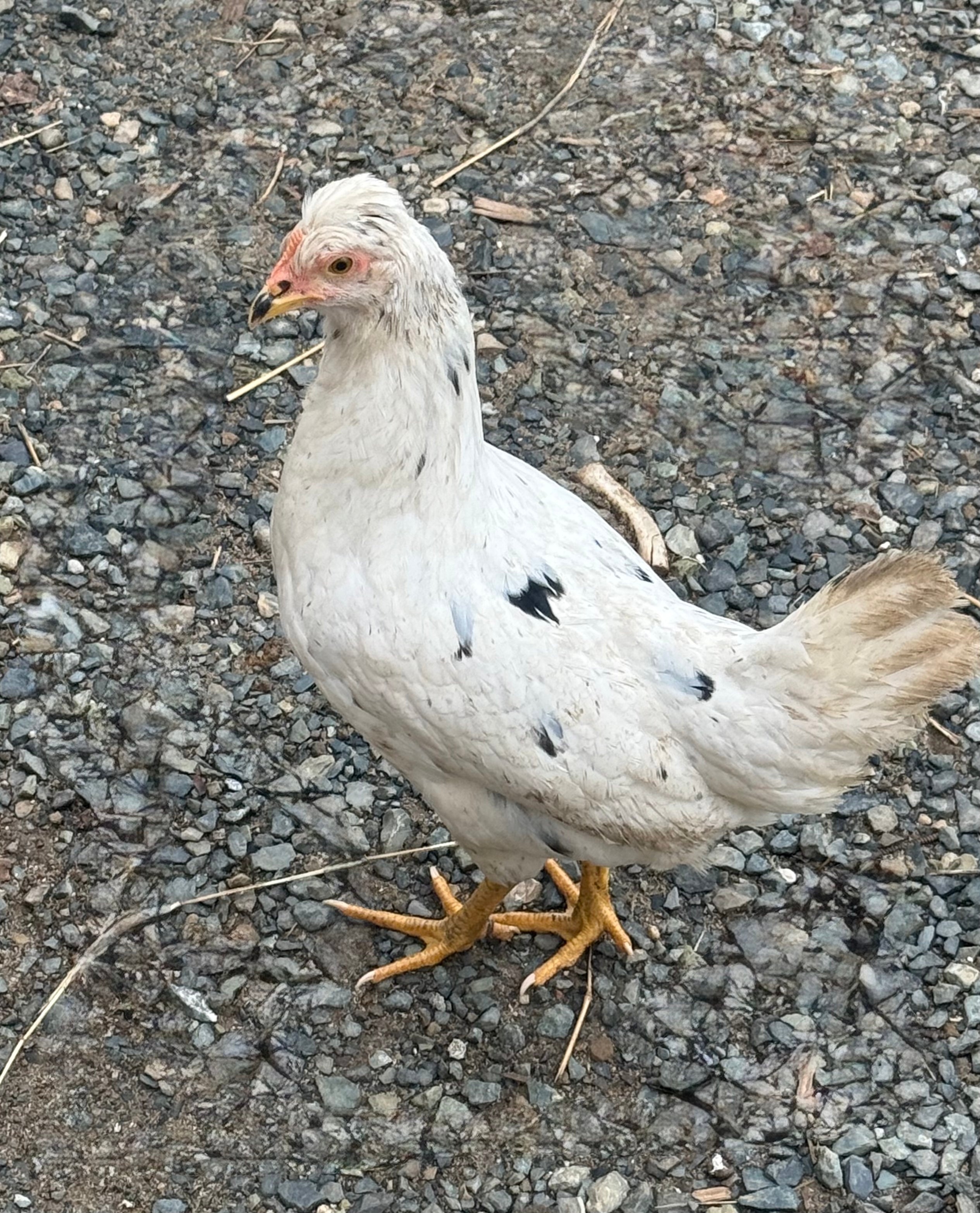Pullets