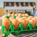 Egg Trays (30)