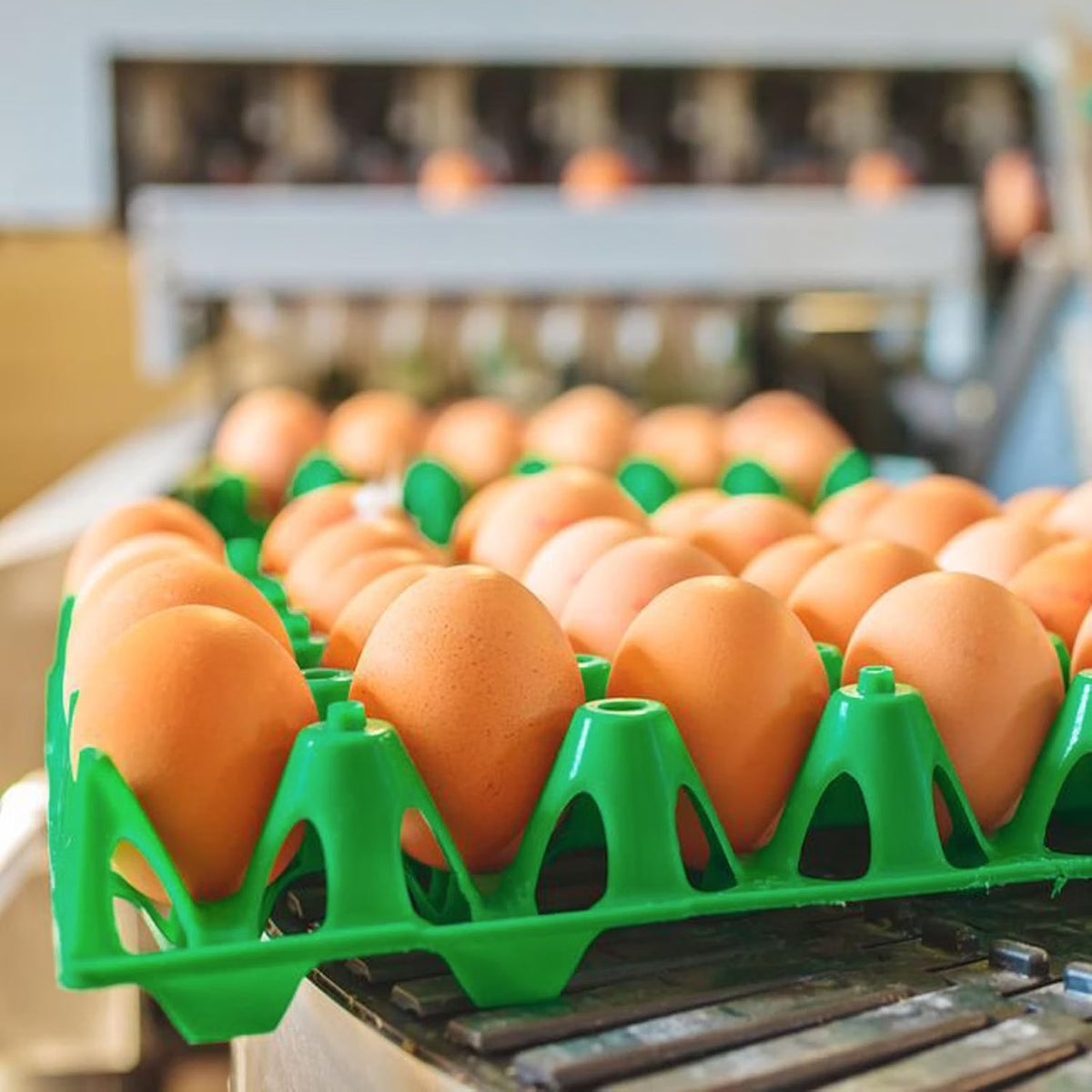 Egg Trays (30)