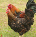 Pullets