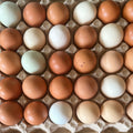 Hatching Eggs